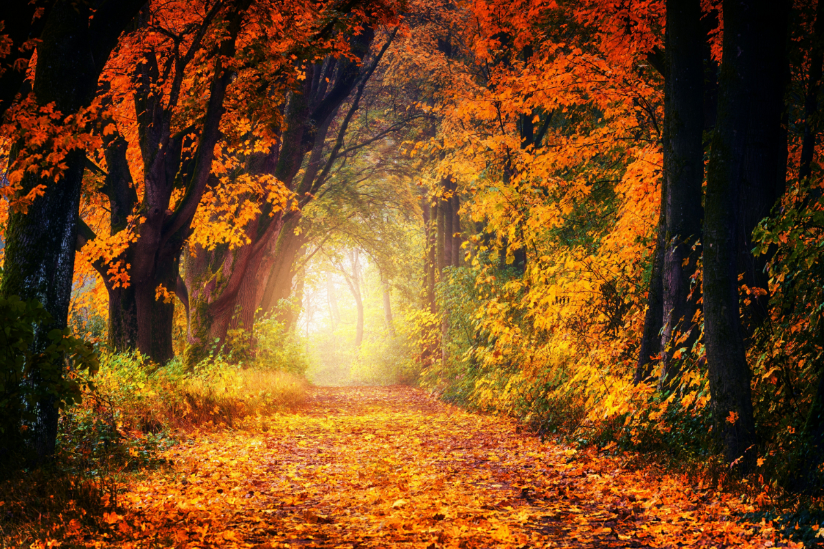 Behang Bospad in de herfst