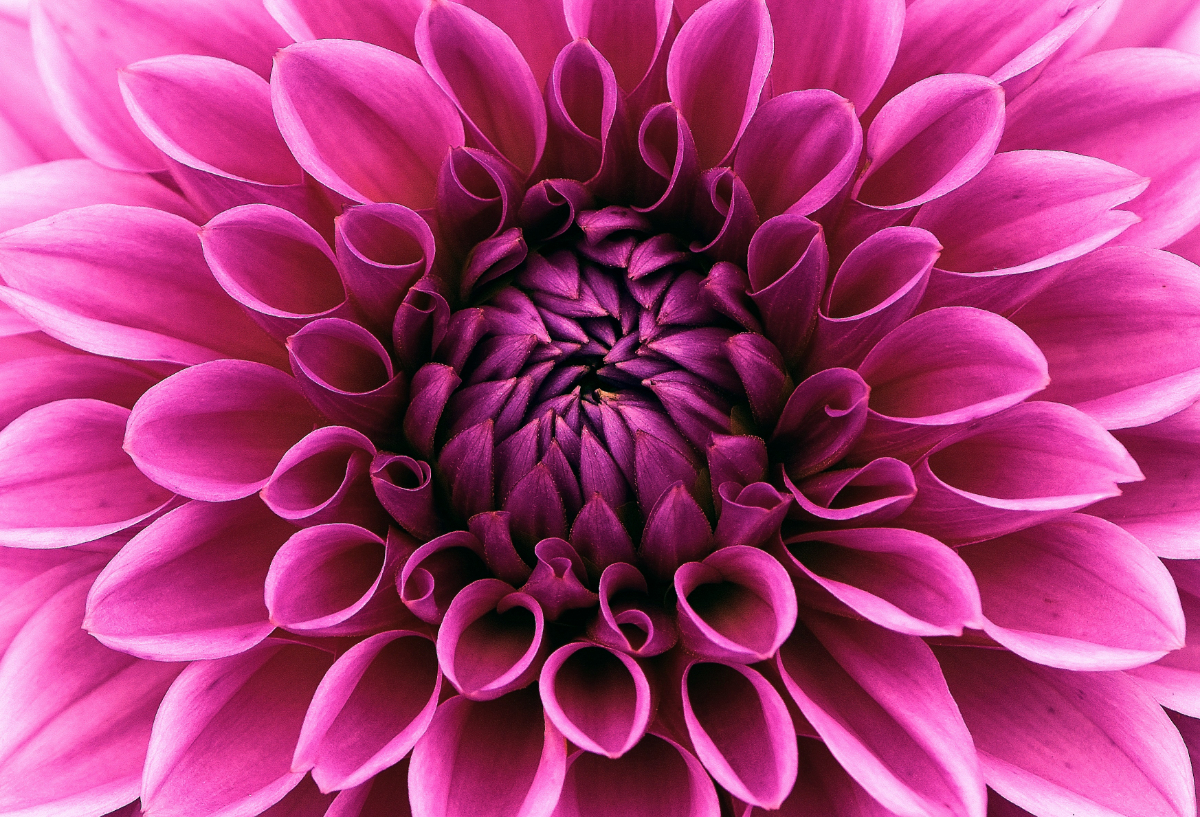 Behang Paarse Dahlia