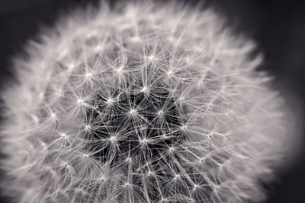 Behang Volle paardenbloem