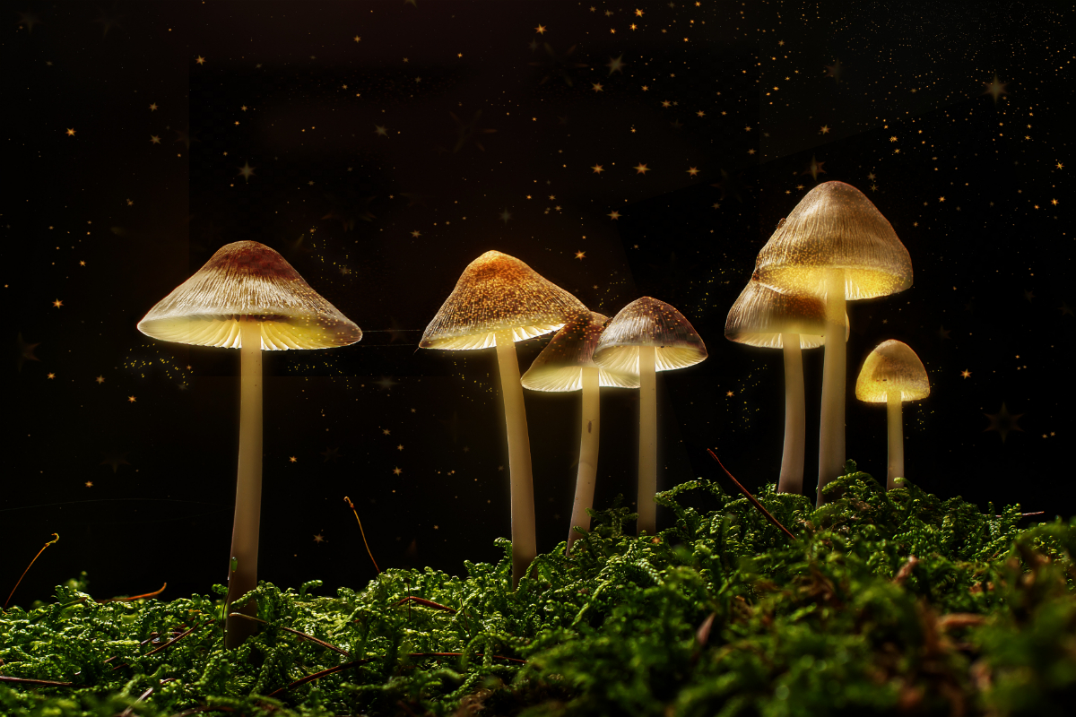 Behang Macro paddenstoelen