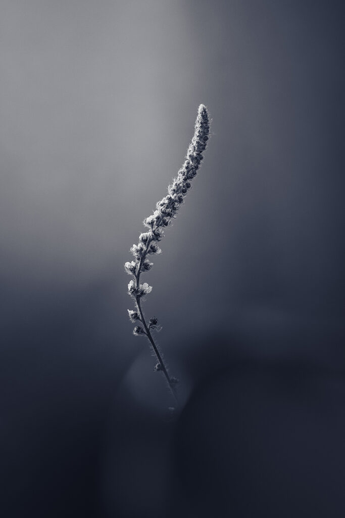 Behang Eenzame bloem