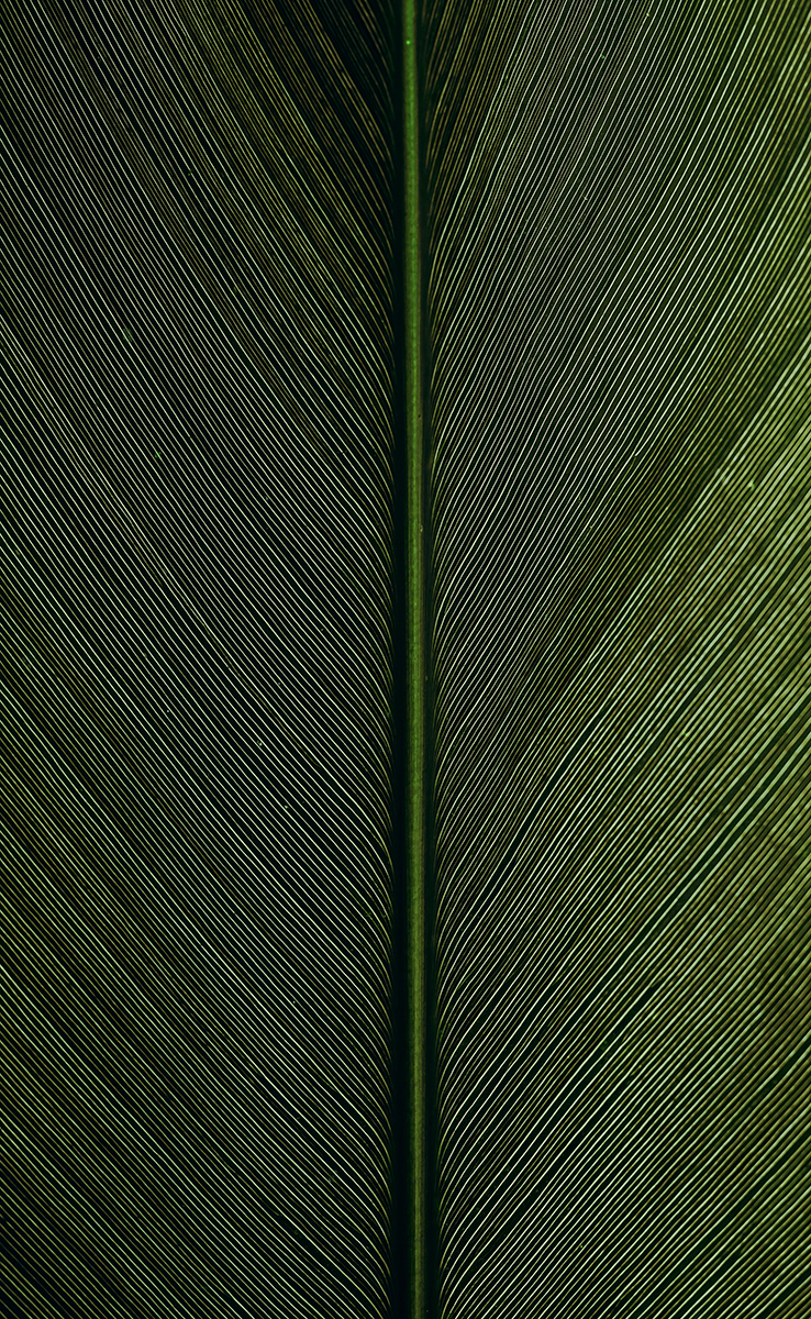 Behang Groen blad met nerf