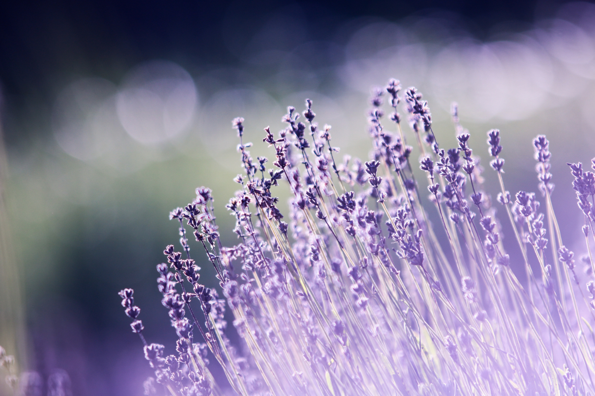 Behang Lavendel