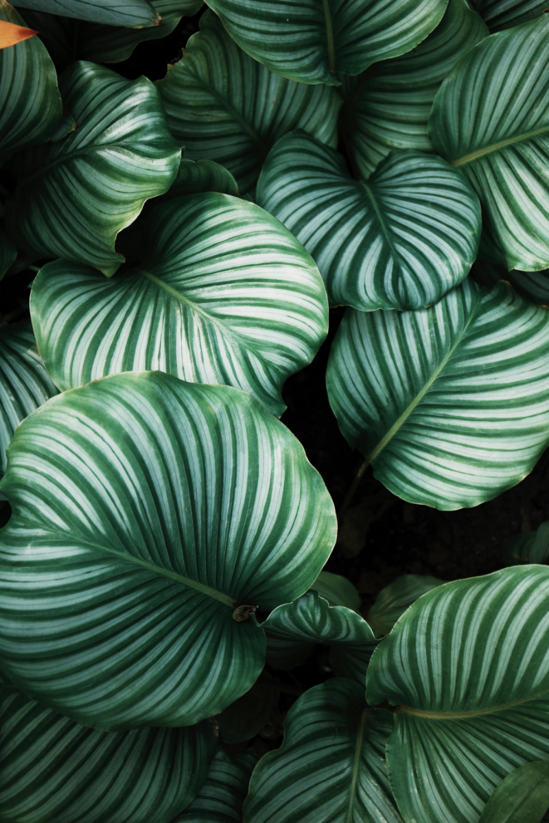 Behang Groene bladeren