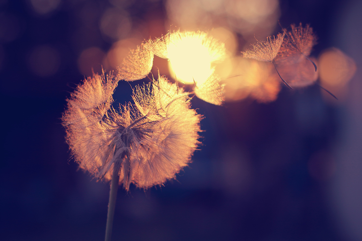 Behang Paardenbloem in de zon